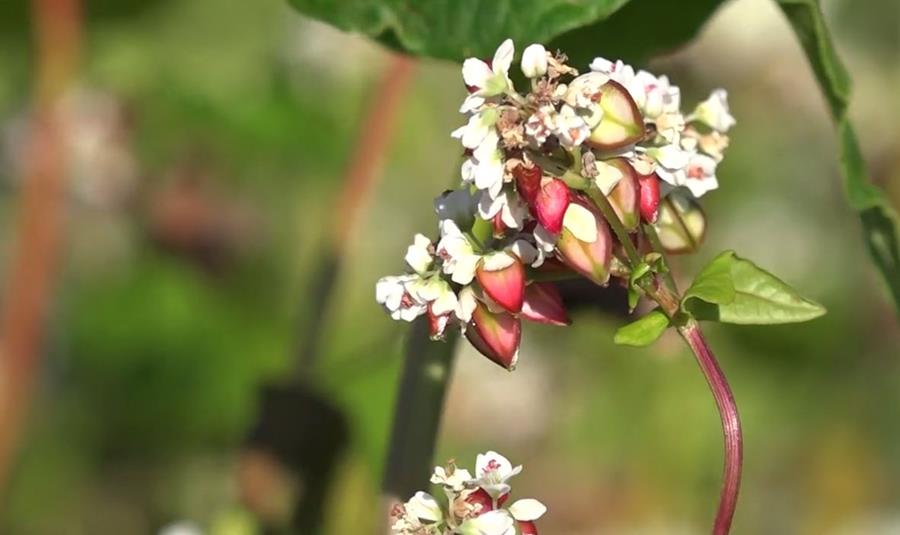 Etude sur les céréales alternatives pour les produits de boulangerie